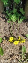 Oxalis pes-caprae
