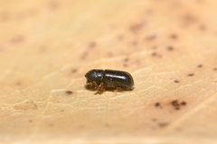 Taphrorychus bicolor
