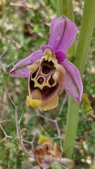 Ophrys fuciflora maxima