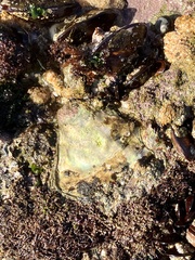 Striostrea margaritacea