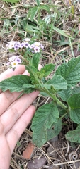 Heliotropium nicotianifolium