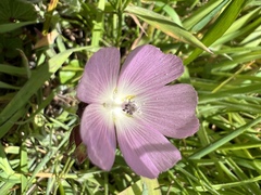 Sidalcea calycosa rhizomata