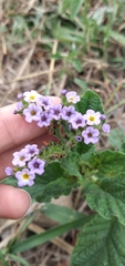 Heliotropium nicotianifolium