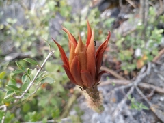 Selenicereus spinulosus