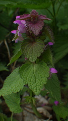 Lamium purpureum