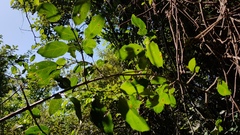 Cordia caffra