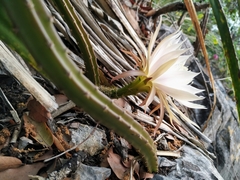 Selenicereus spinulosus