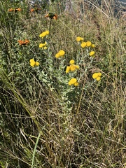 Helichrysum decorum