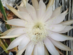 Selenicereus spinulosus