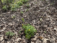 Anemonoides ranunculoides
