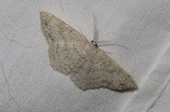 Cyclophora