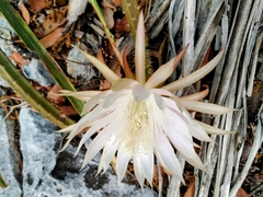 Selenicereus spinulosus