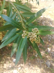 Magnoliopsida
