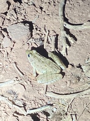 Lithobates blairi