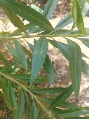 Magnoliopsida
