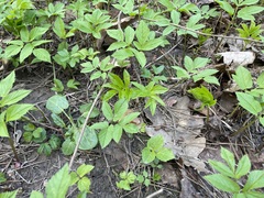 Aegopodium podagraria