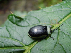 Aspicela unipunctata