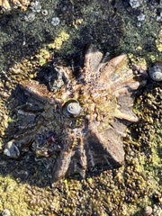 Scutellastra longicosta