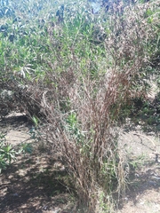Magnoliopsida