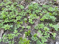 Aegopodium podagraria