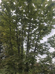 Acer pseudoplatanus