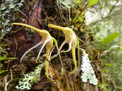 Pleurothallis tetragona