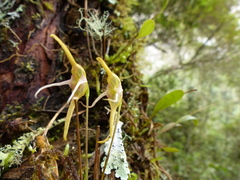 Pleurothallis tetragona