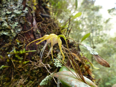 Pleurothallis tetragona