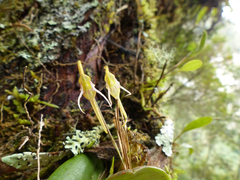 Pleurothallis tetragona
