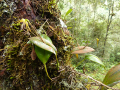 Pleurothallis tetragona