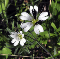 Adela septentrionella