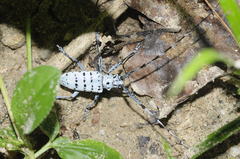 Pseudonemophas versteegii