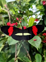 Heliconius
