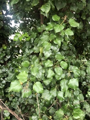Hedera helix
