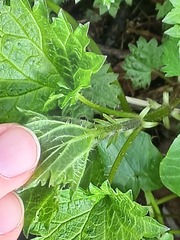 Urtica dioica