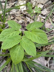 Aegopodium podagraria