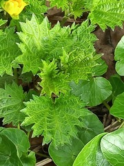 Urtica dioica