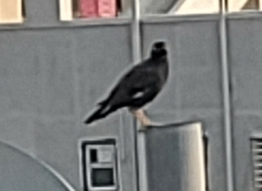 Acridotheres tristis