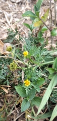 Chrysanthellum indicum