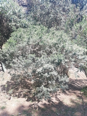 Magnoliopsida