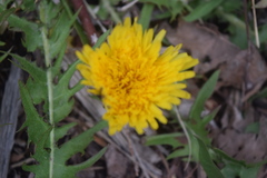 Angiospermae
