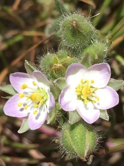 Spergularia macrotheca