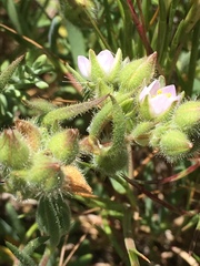 Spergularia macrotheca