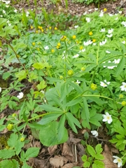 Ranunculus cassubicus