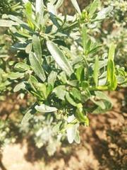 Magnoliopsida