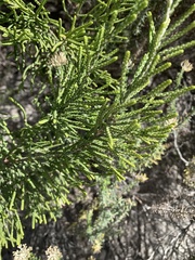 Passerina paleacea