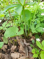Ranunculus cassubicus