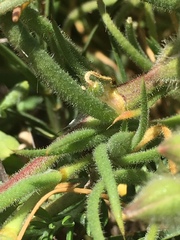 Spergularia macrotheca