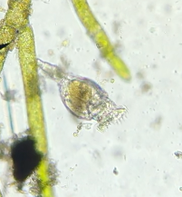 Philodina megalotrocha