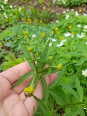 Ranunculus cassubicus